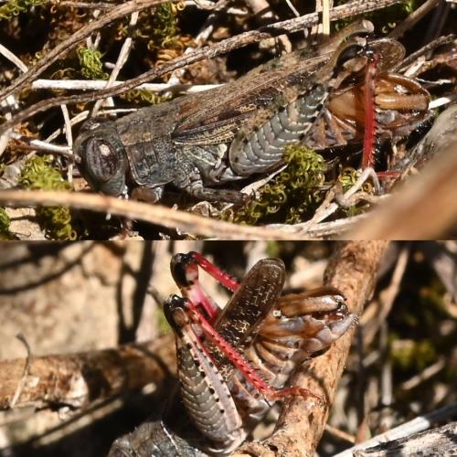 Réf. 332 377 : Calliptamus barbarus barbarus